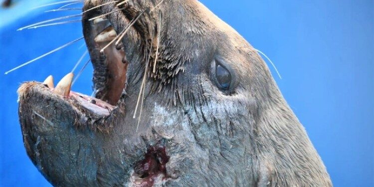 A causa de heridas con arma de fuego murió un lobo marino rescatado en Monte Hermoso