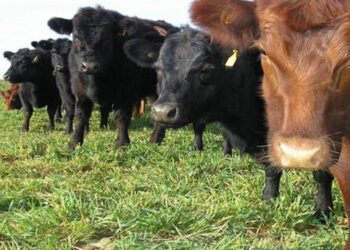 Carne a pasto Inta Bordenave