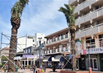 Entre palmeras y cambio climático: polémica por la implantación de dos ejemplares en la peatonal Dufaur