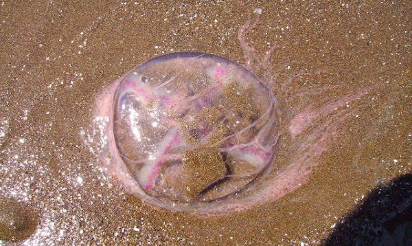 Aguavivas en Monte Hermoso