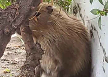 Carpincho en Monte Hermoso