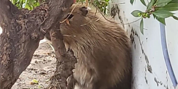Carpincho en Monte Hermoso