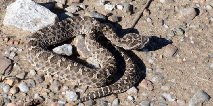 Yarará en Sauce Grande