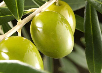 Fiesta del olivo en Coronel Dorrego