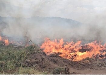 Incendio campo Sauce Grande