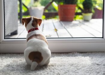 Perro mirando por la ventana