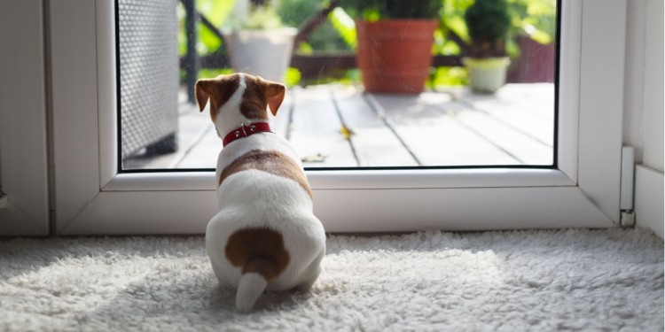 Perro mirando por la ventana