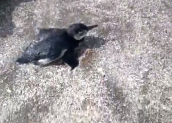 Pingüino rescatado en Monte Hermoso