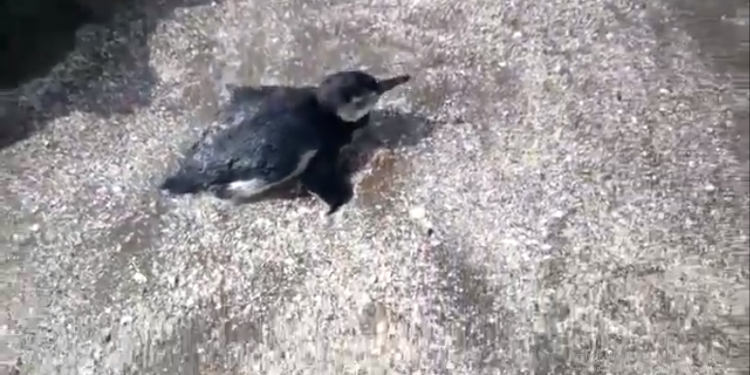 Pingüino rescatado en Monte Hermoso