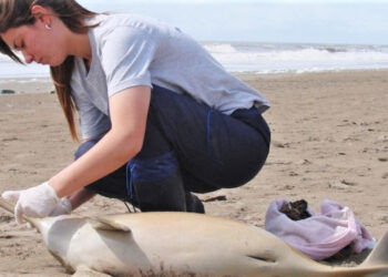 Fauna marina muerta en la costa boanerense