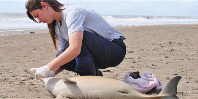 Fauna marina muerta en la costa boanerense