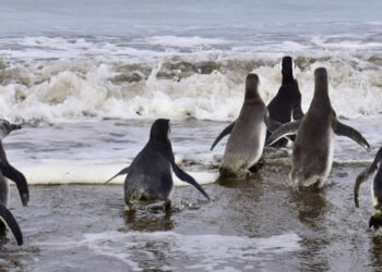 Pingüinos en la costa de Monte Hermoso