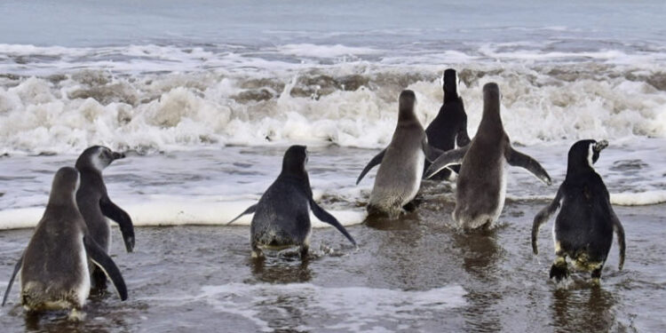 Pingüinos en la costa de Monte Hermoso