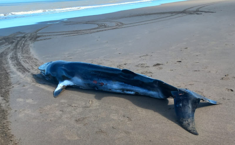 Ballena minke en playa de sauce grande