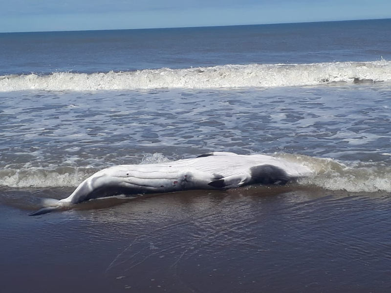 ballena en costas de monte hermoso