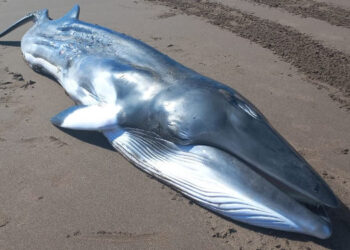 ballena minke en Monte Hermoso