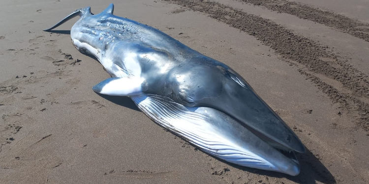 ballena minke en Monte Hermoso