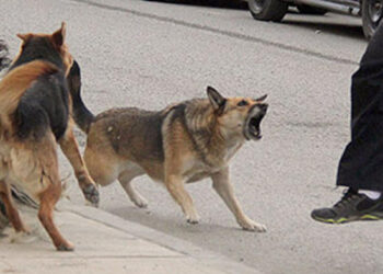 Perros sueltos en la calle infracción a propietarios