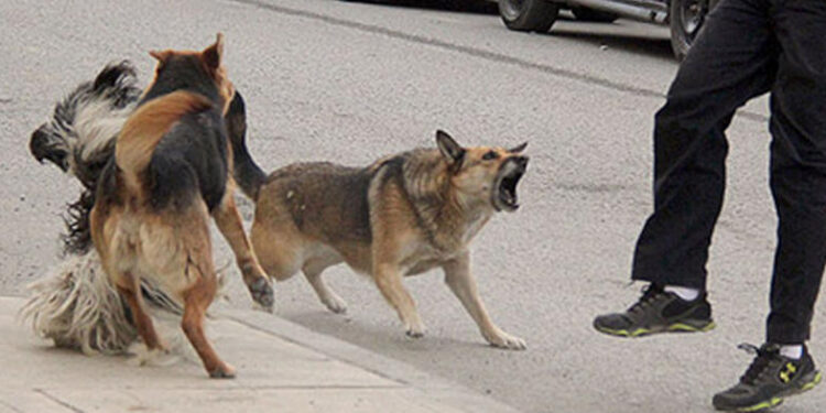 Perros sueltos en la calle infracción a propietarios