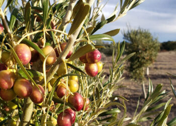 Finca Rumarolli