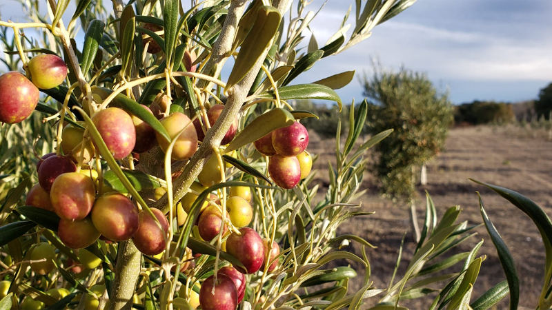 Finca Rumarolli