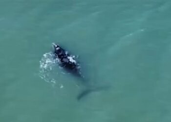 Ballenas en la costa