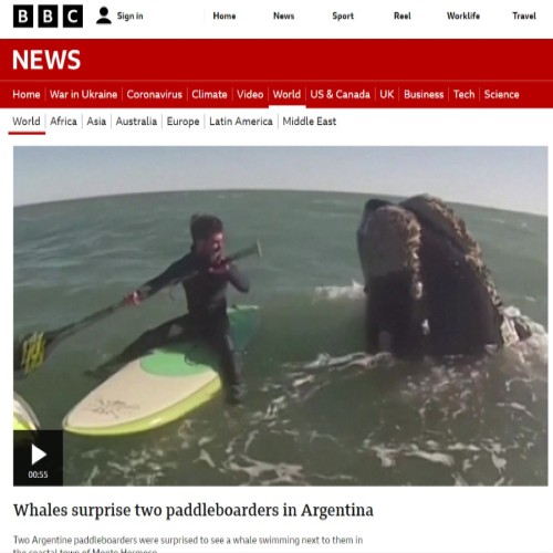 Ballenas en Monte Hermoso - BBC