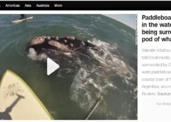 Ballenas en Monte Hermoso - CNN