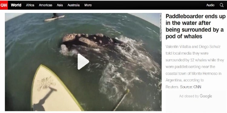 Ballenas en Monte Hermoso - CNN