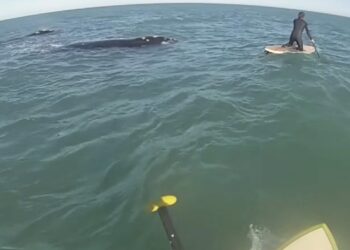 Ballenas en Monte Hermoso