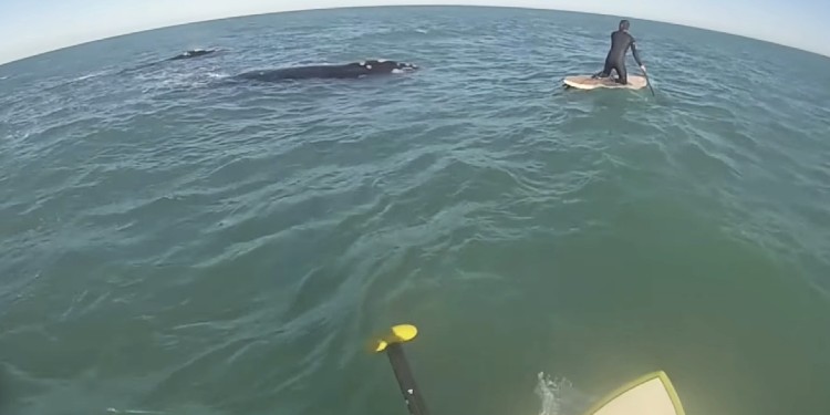 Ballenas en Monte Hermoso