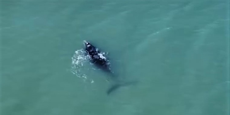 Ballenas en la costa