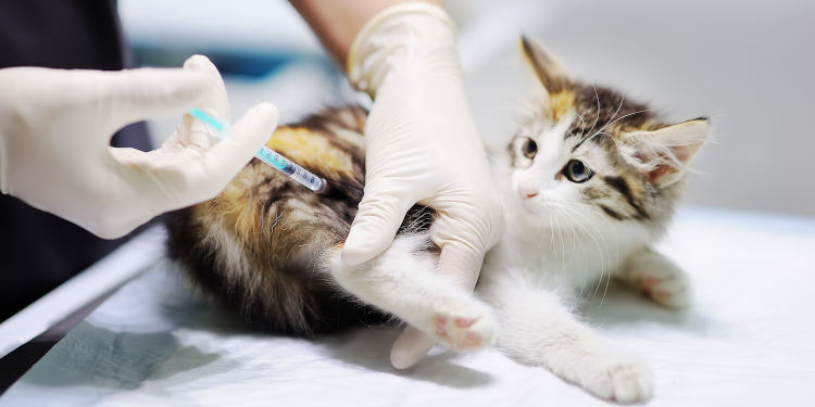 Vacunación antirrabica para mascotas en Monte Hermoso