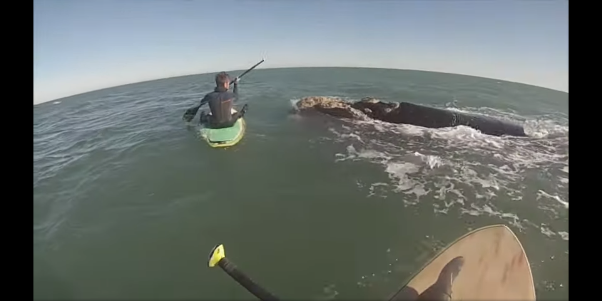 Ballenas en Monte Hermoso