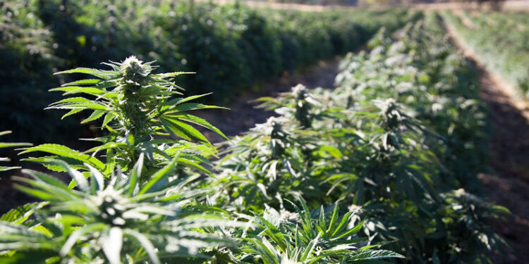 Ley cáñamo industrial