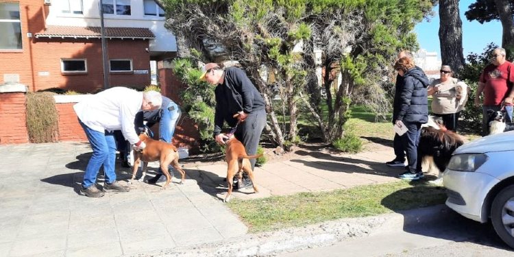 Vacunación de mascotas