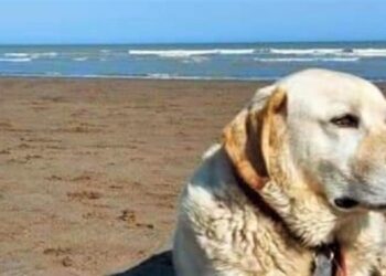 Alejo Golden Retriever