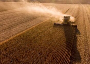 Cosecha de Soja