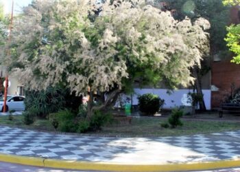Plaza de la Madre