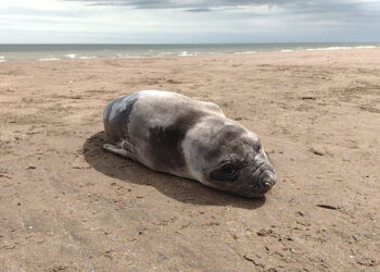 Elefante marino en sauce grande