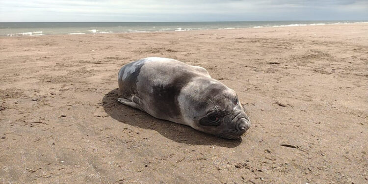 Elefante marino en sauce grande