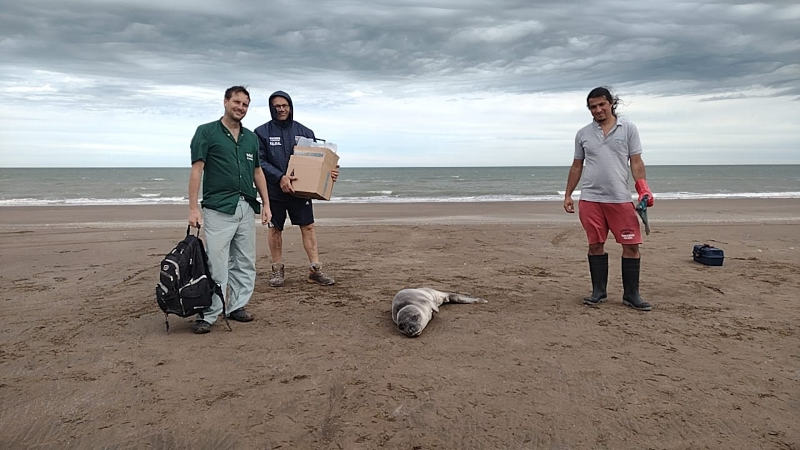 Personal de la estación de rescate de fauna marina en Sauce Grande