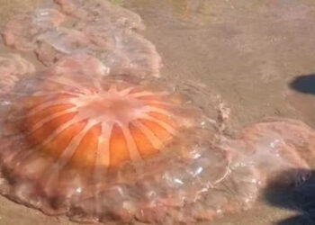 Drymonema en Monte Hermoso