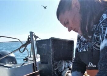 Investigadoras del CONICET y del INIDEP analizan el efecto de la contaminación por micro plásticos en tres especies comerciales de peces