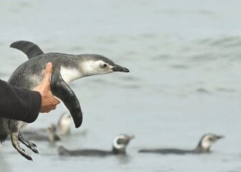 Pinguinos