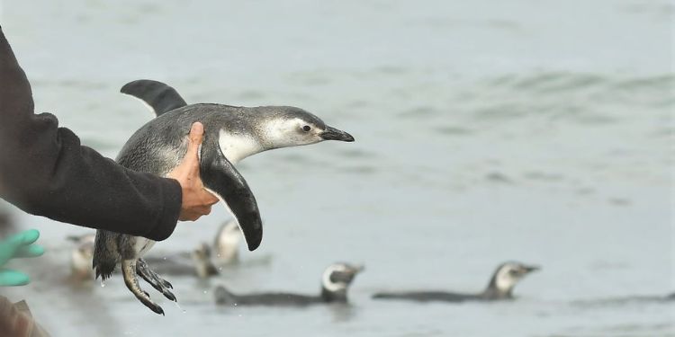 Pinguinos