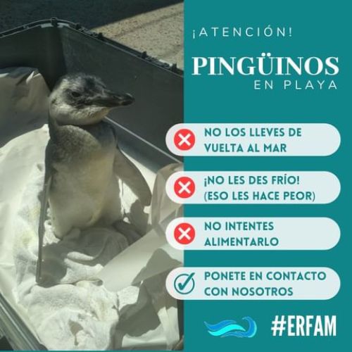 Recomendaciones Pinguinos