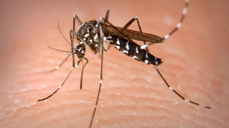 Encuentran ejemplares de mosquito transmisor del dengue en Monte Hermoso