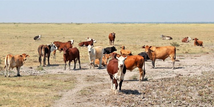 Vacas en el campo