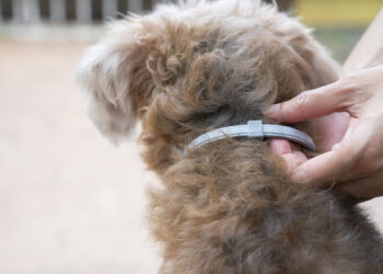 Collar antiparásitos para mascotas